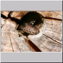 Rhaphigaster nebulosa - Graue Feldwanze 04 Larven.jpg